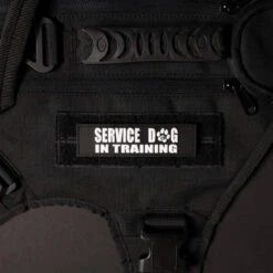 Service Dog In Training W/White Paw